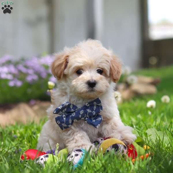 Finn, Maltipoo Puppy